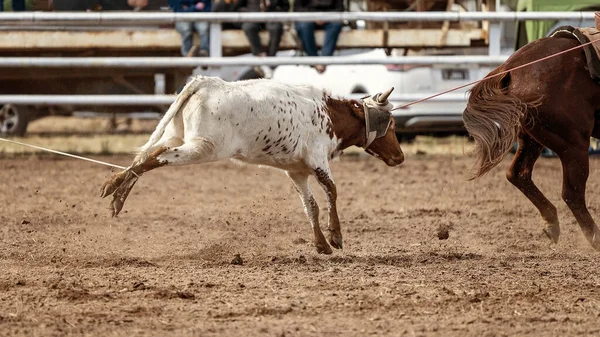 在澳大利亚的一个乡村牛仔竞技比赛中 牛仔们骑着马把小牛犊拴在头上和脚踝上 — 图库照片