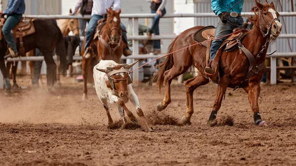 Cowboys Een Paard Touwen Een Kalf Rond Het Hoofd Een — Stockfoto