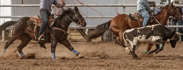 Cowboys Horseback Rope Calf Head Ankles Calf Roping Event Australian — Stock Photo, Image