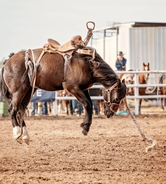 Bronc Has Dislodged His Rider Saddle Country Rodeo Still Wild — Stock Photo, Image