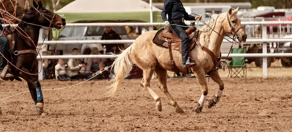 Cowboys Horseback Rope Calf Head Ankles Calf Roping Event Australian — Stock Photo, Image