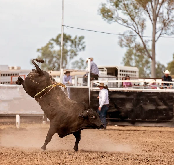 Bucking Bull Has Dislodged Its Cowboy Rider Australian Country Rodeo — Stock Photo, Image