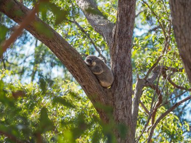 Bir Avustralya koalası bir ağacın çatalında uyuyor..