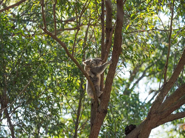 一只澳大利亚考拉熊 背靠在一棵树胶叉上 背着她的小宝宝乔伊 — 图库照片