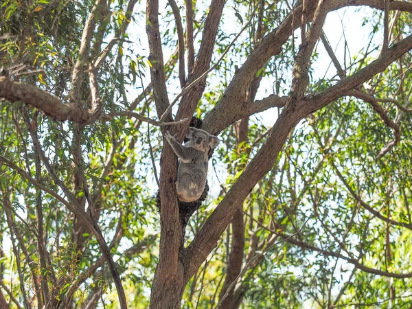 Australský Koala Medvěd Visící Vidličce Stromu — Stock fotografie