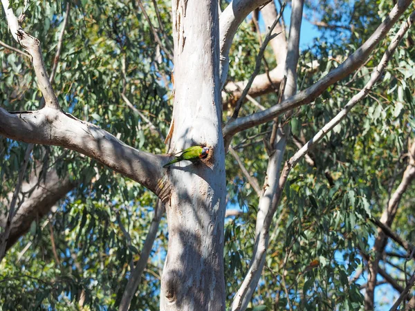 他家外面有一只彩虹鹦鹉 澳大利亚树胶上有个洞 — 图库照片
