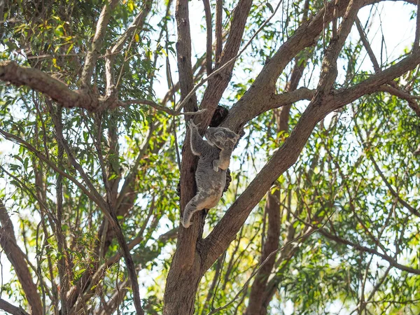 一只澳大利亚考拉熊 背靠在一棵树胶叉上 背着她的小宝宝乔伊 — 图库照片