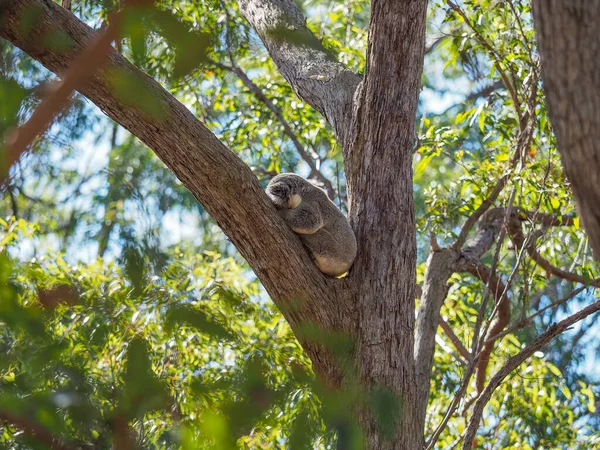 Koala Australiano Dorme Sul Bivio Albero — Foto Stock