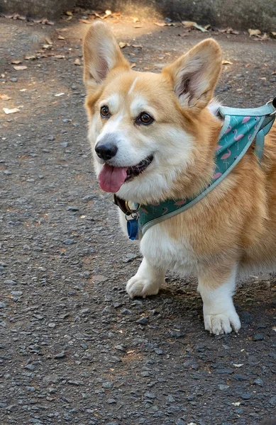 Closeup Cute Corgi Dog Leash Being Taken Walk — Stock Photo, Image