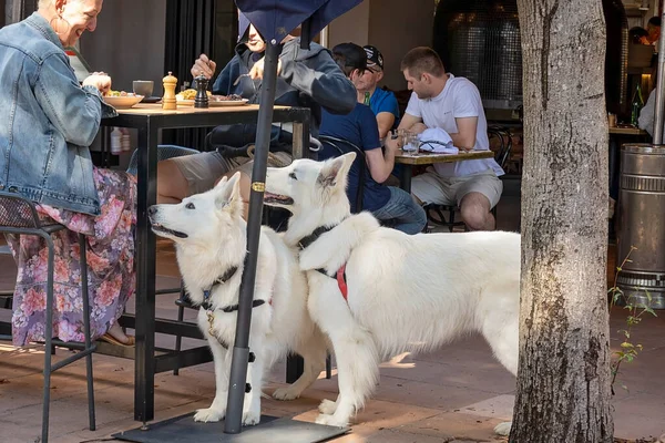 Brisbane Queensland Australien Augusti 2022 Två Vita Huskyhundar Tittar Till Stockbild