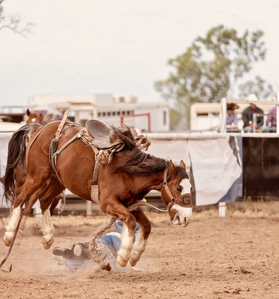 Vaquero Montando Una Silla Montar Troncal Bronc País Rodeo Australia — Foto de Stock
