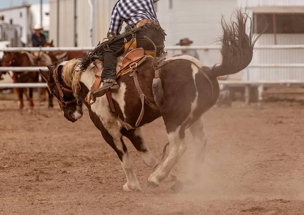 Cowboy Équitation Bucking Selle Bronc Pays Rodéo Australie — Photo