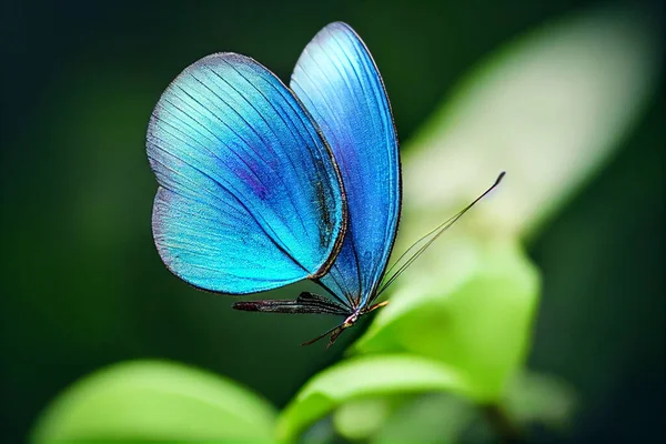 蝴蝶图解 绿色植物上的蝴蝶的代表 — 图库照片