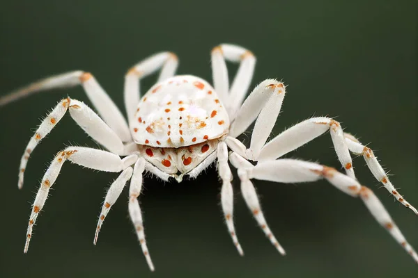 蛛形纲图例 具有额外腿的白蟹蜘蛛的代表 — 图库照片