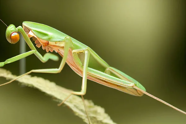 Ilustración Insectos Representante Una Mantis Religiosa — Foto de Stock