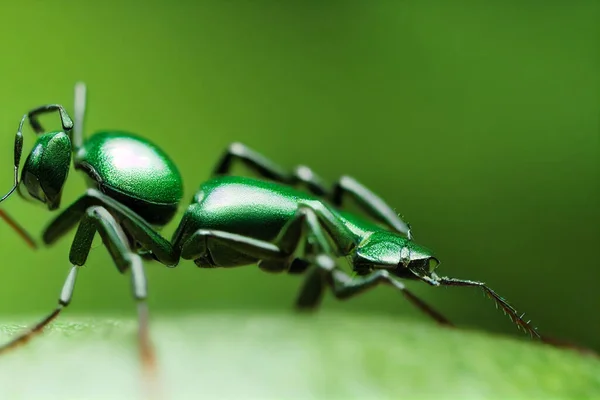 昆虫图解 绿蚂蚁的代表 — 图库照片