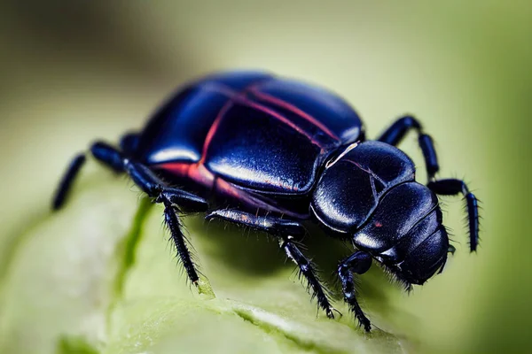 昆虫图解 藤类甲虫的代表 — 图库照片