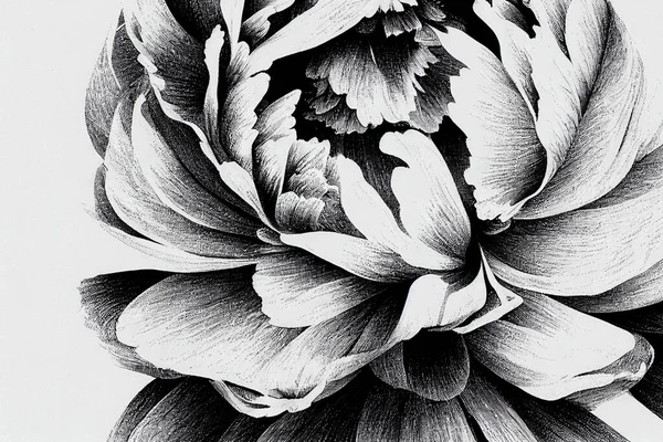 Vonalrajz Illusztráció Fekete Fehér Ropogós Vonalakkal Egy Kreatív Bazsarózsa Virág — Stock Fotó
