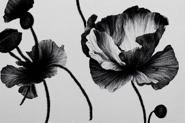 Çizgi çizimi çizimi, siyah beyaz ve düz çizgiler. Haşhaş çiçekleri.