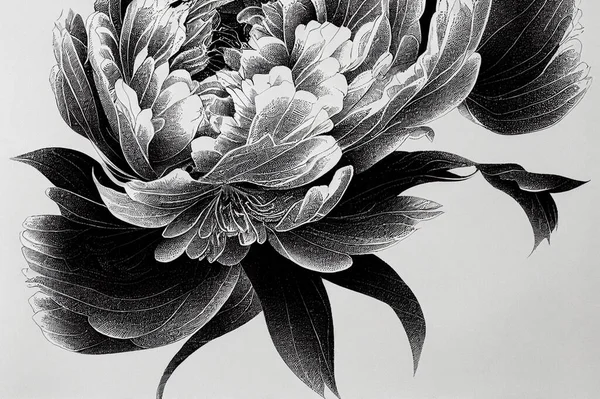 Line art drawing illustration, black and white with crisp lines. A peony flower.