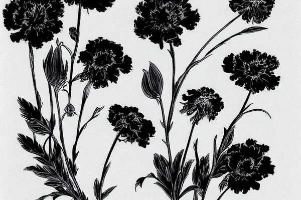Линейная Иллюстрация Черно Белая Четкими Линиями Гвоздичные Цветы — стоковое фото