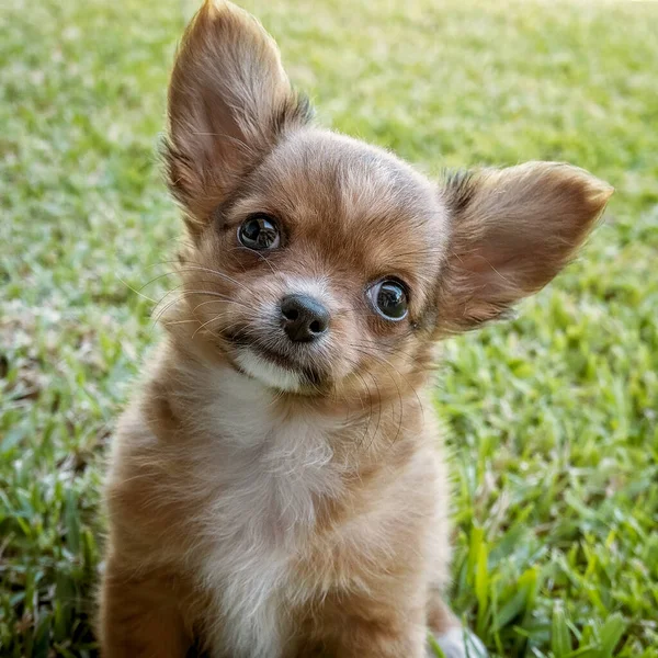 Chihuahua Chiot Mignon Avec Tête Côté Regardant Caméra Fond Herbe — Photo