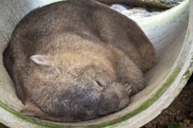 A cute sleeping wombat clipart