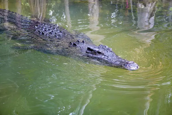 stock image A closeup of a crocodile in a river