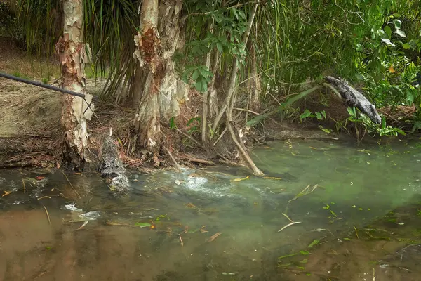 Stock image A crocodile being tempted with food from a tourist boat