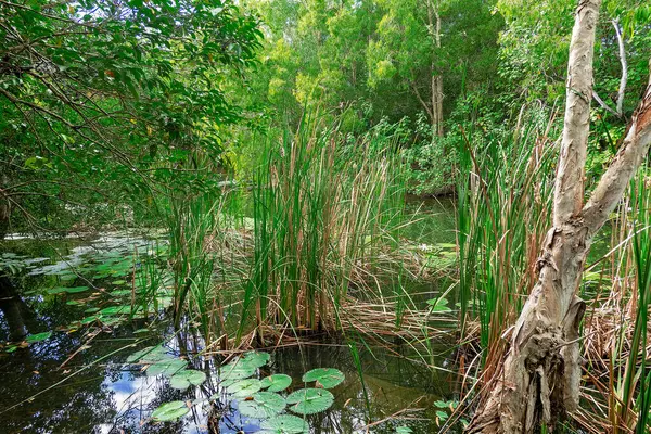 stock image Swamp grass and lily pads in a calm water setting