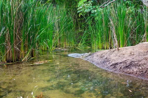 stock image Crocodile swimming in murky swamp water