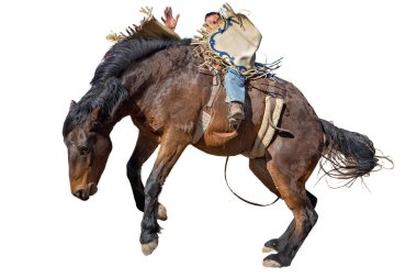 A bucking bronc wild horse riding event at a country rodeo, isolated on white background, room for text, copy space clipart