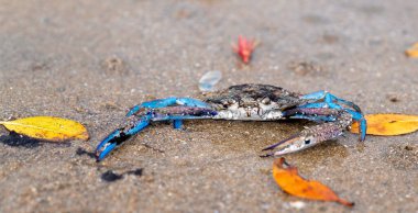 Doğal habitatta yengeç canlı renkler ve keskin pençeler gösterir