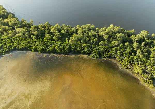 Kahverengi ve yeşil su kenarları boyunca uzanan parlak kıyı ormanı