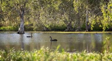 Huzurlu bir ortamda sakin sularla, doğal ağaçlarla ve kuş yaşamlarıyla Avustralya 'nın sulak arazisi.