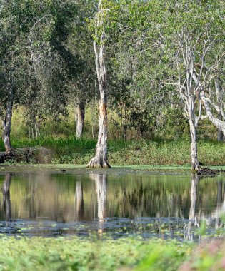 Huzurlu bir ortamda sakin sularla, doğal ağaçlarla ve kuş yaşamlarıyla Avustralya 'nın sulak arazisi.