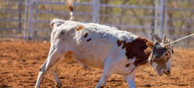 Buzağı kementle kement atma yarışmasında bir rodeoda kovboylar tarafından kement atıldı.