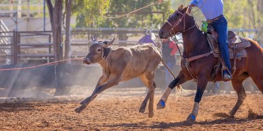Buzağı kementle kement atma yarışmasında bir rodeoda kovboylar tarafından kement atıldı.