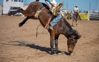 Kovboy bir rodeoda eyersiz vahşi at yarışına katılır.