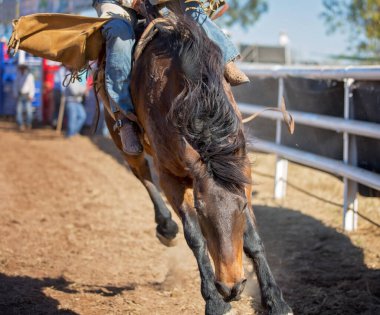 Kovboy ülke Rodeo eyersiz bronc etkinliğinde bir bucking ata biniyor. Bu görüntü eylem kadar yakındır.