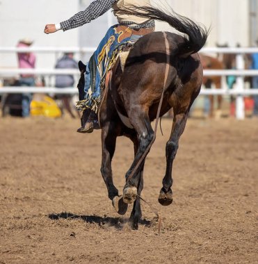 Kovboy bir rodeoda eyersiz vahşi at yarışına katılır.