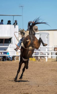 Kovboy ülke Rodeo eyersiz bronc etkinliğinde bir bucking at binme.