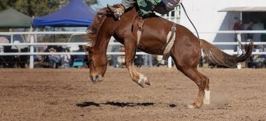 Kovboy bir rodeoda eyersiz vahşi at yarışına katılır..