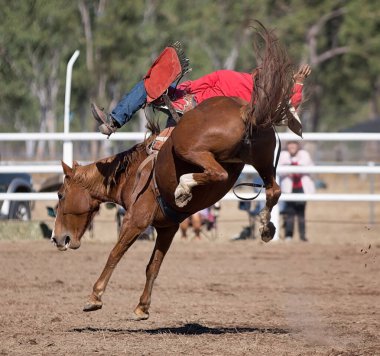 Kovboy bir rodeoda eyersiz vahşi at yarışına katılır..