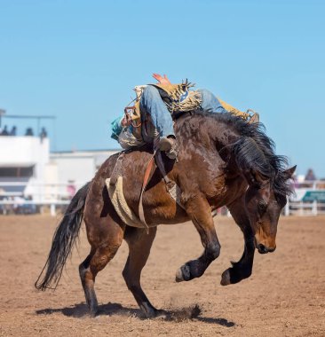 Kovboy bir rodeoda eyersiz vahşi at yarışına katılır.