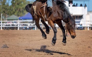 Kovboy bir rodeoda eyersiz vahşi at yarışına katılır..