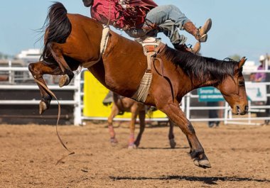 Kovboy bir rodeoda eyersiz vahşi at yarışına katılır.