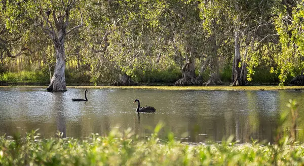 Huzurlu bir ortamda sakin sularla, doğal ağaçlarla ve kuş yaşamlarıyla Avustralya 'nın sulak arazisi.