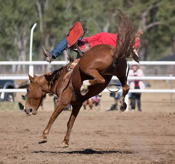 Kovboy bir rodeoda eyersiz vahşi at yarışına katılır..