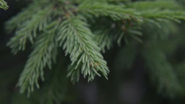 Zielony Świerk Gałęzie Letnim Lesie Zbliżenie Zwolniony Ruch — Wideo stockowe